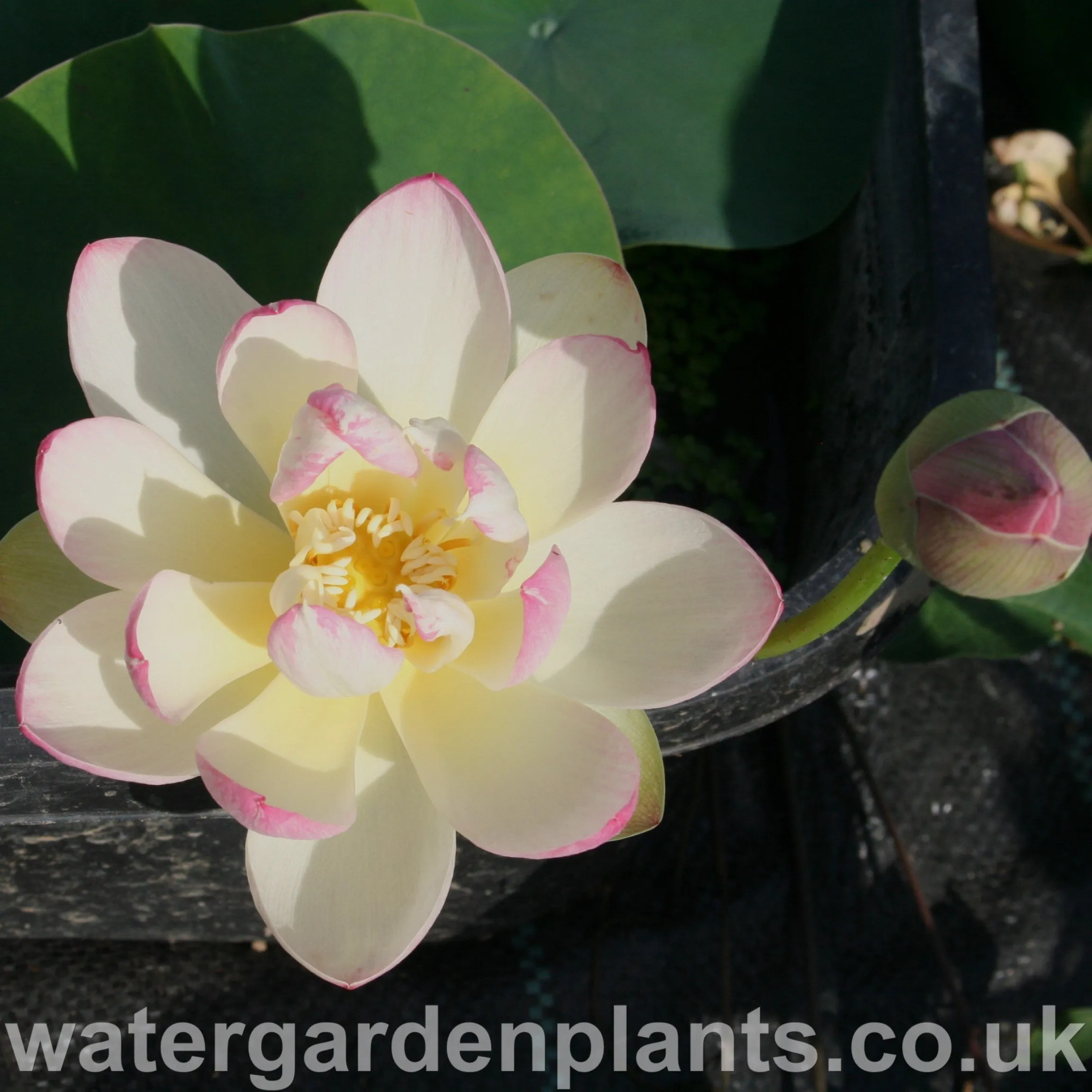 Nelumbo 'Pink n Yellow'