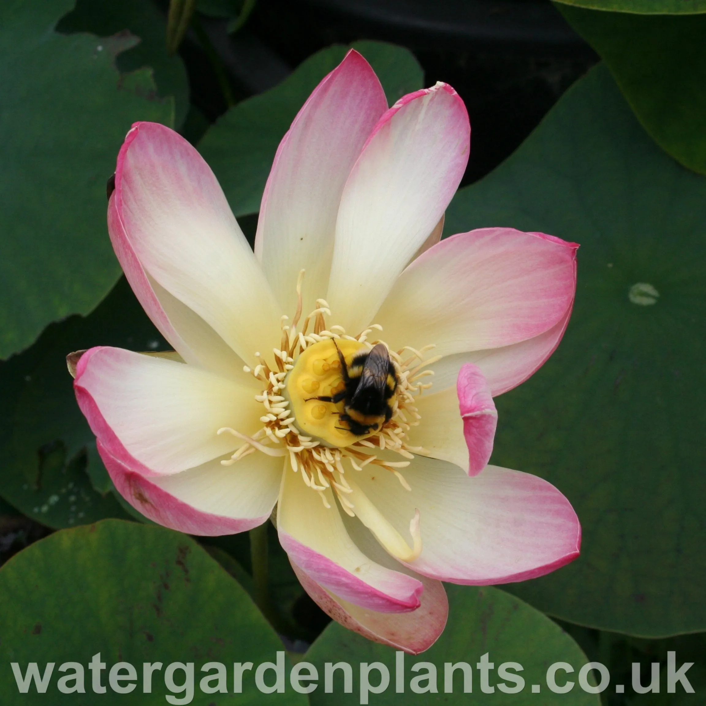 Nelumbo 'Pink n Yellow'