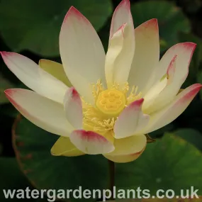 Nelumbo 'Pink n Yellow'