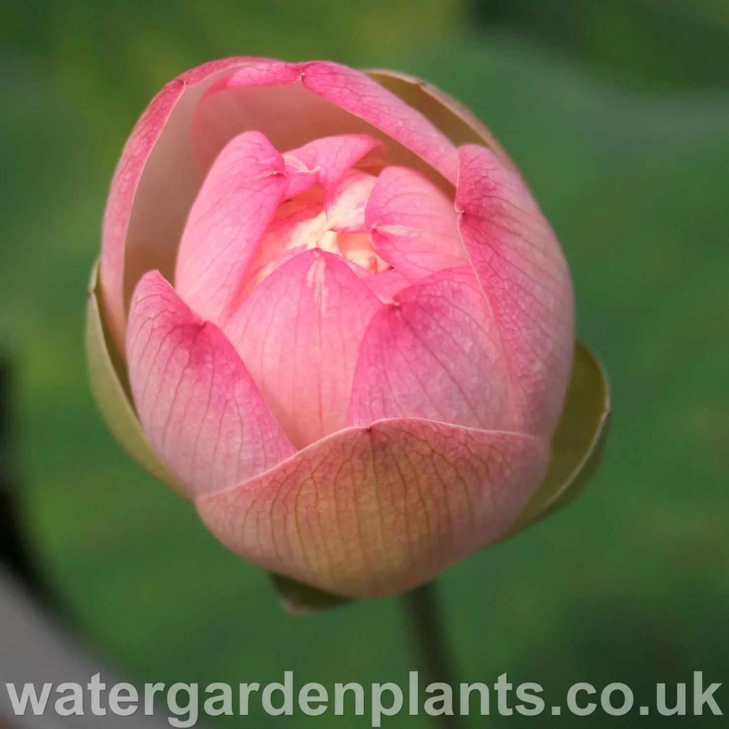 Nelumbo 'Pink n Yellow'