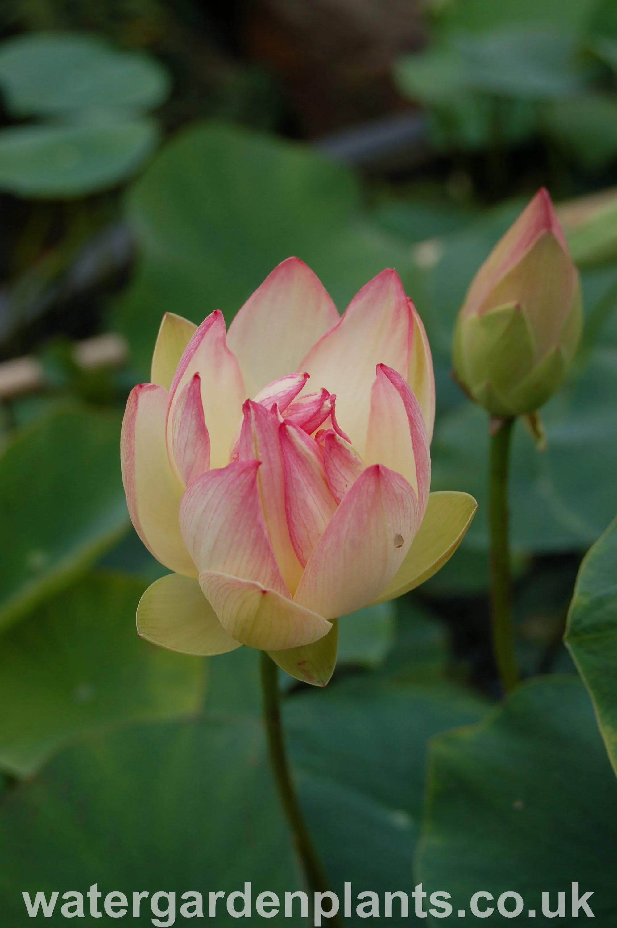 Nelumbo 'Pink n Yellow'