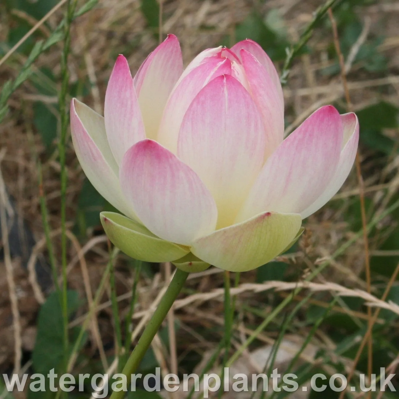 Nelumbo 'Pink n Yellow'