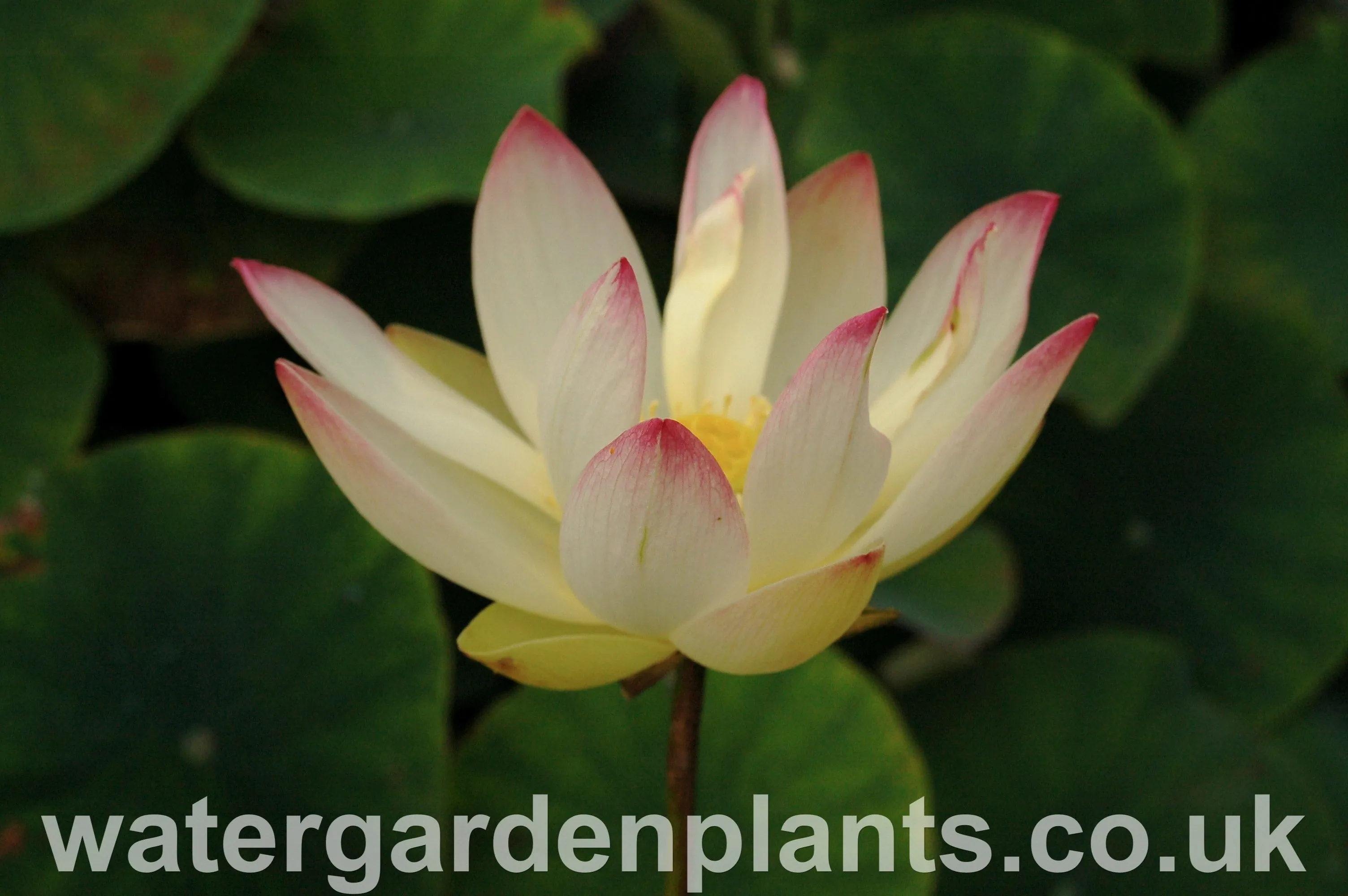 Nelumbo 'Pink n Yellow'